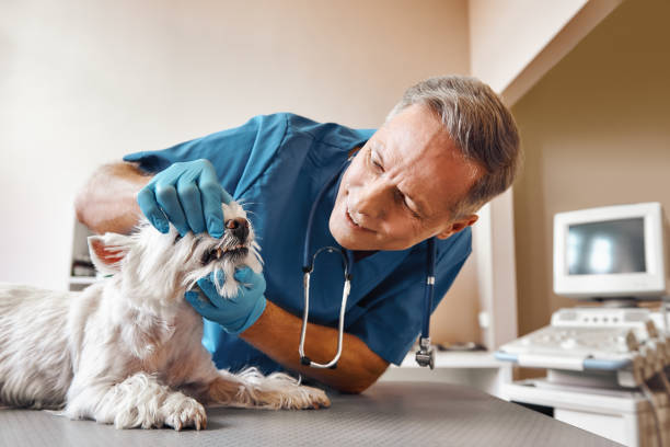  Boiling Springs, SC Emergency Dentist Pros